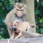 میمون‌های قاتل ۲۵۰ توله سگ را کشتند +عکس