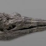 کشف فسیل هیولای دریایی در نوادا +عکس