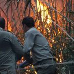 آتش سوزی ۴ هکتار از اراضی تالاب انزلی