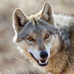 حمله گرگ‌ها به دو زن در خلخال +عکس