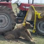 حکم بازداشت مسببان تلف‌شدنِ خرس در اردبیل