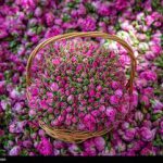 عکس/ جشنواره گل و گلاب در فارس