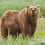 یک «خرس قهوه‌ای» در اردبیل زنده‌گیر شد +عکس