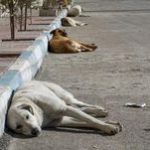 سگ‌های ولگرد در خوزستان باز هم قربانی گرفتند