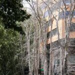 جریمه ۱۱۷میلیاردی عامل خشکاندن درختان خیابان ولیعصر