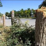 قطع ۱۸۷ درخت در مجموعه ورزشی انقلاب